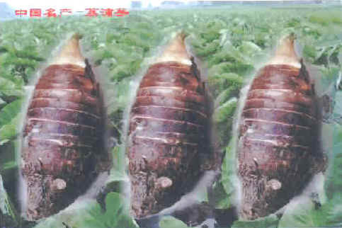 桂林土特产荔浦芋